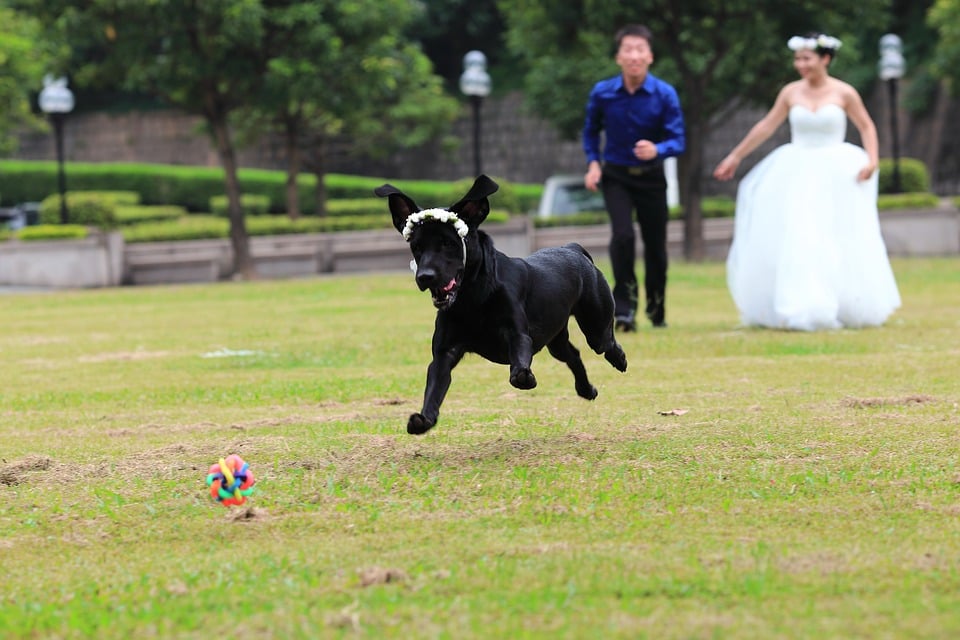 boda perro