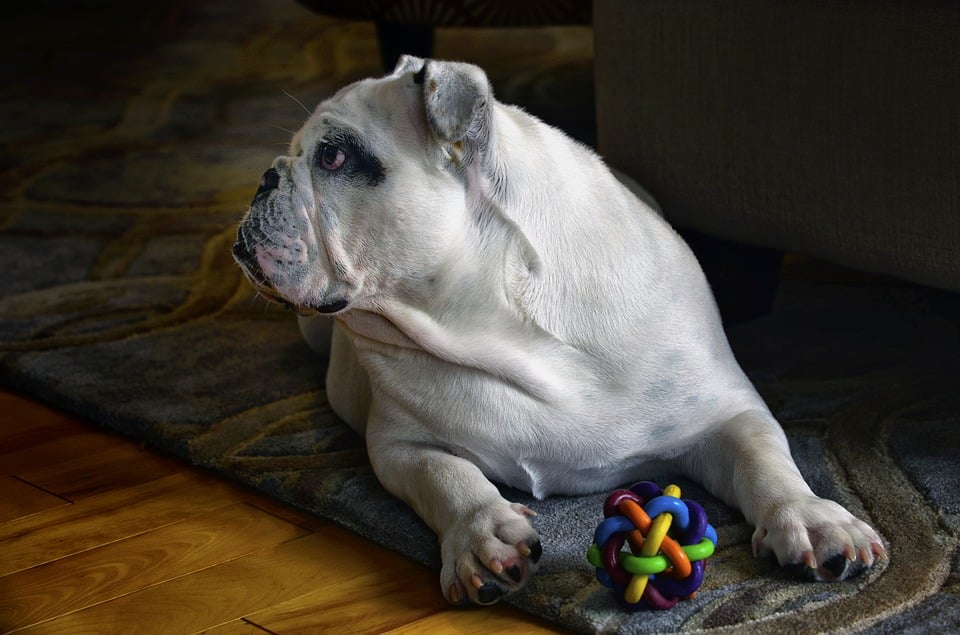 Juguetes para mascotas que calman su ansiedad, cuando no estás en casa